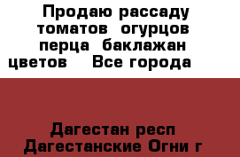 Продаю рассаду томатов, огурцов, перца, баклажан, цветов  - Все города  »    . Дагестан респ.,Дагестанские Огни г.